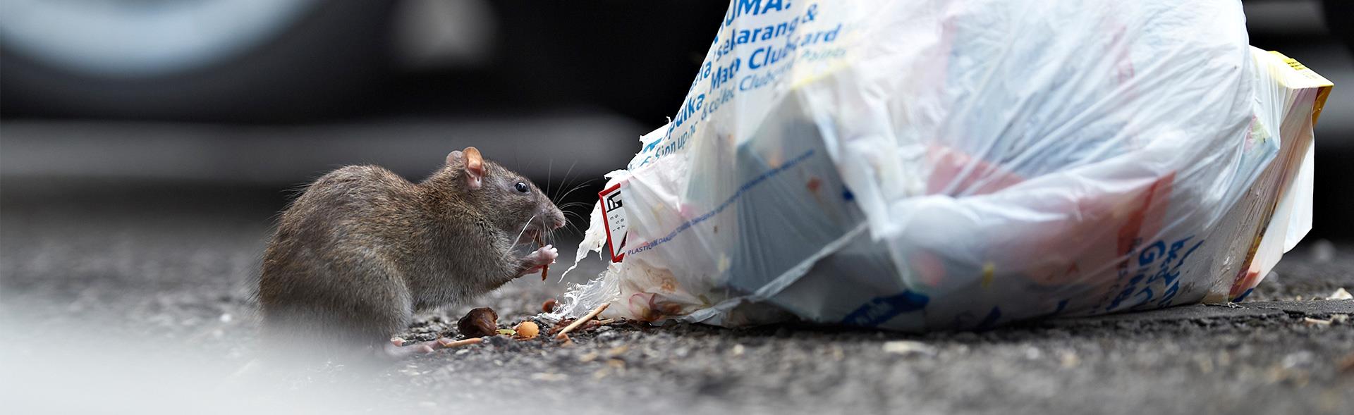 Rotte og plastpose Rotte gnaver hul i plastpose