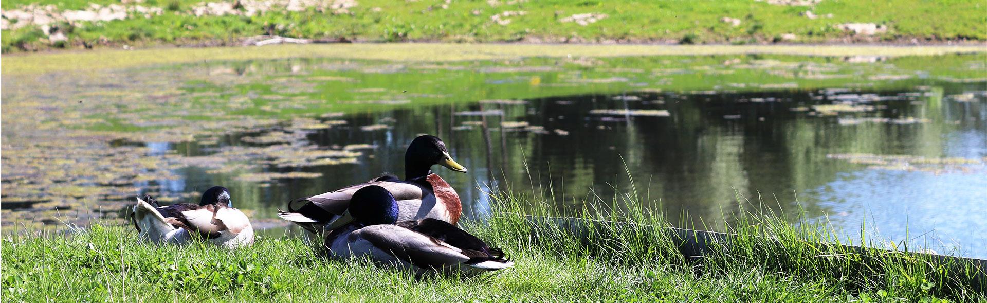 Ænder ved regnvandsbassin Tre ænder sidder ved vandkanten ved regnvandsbassin