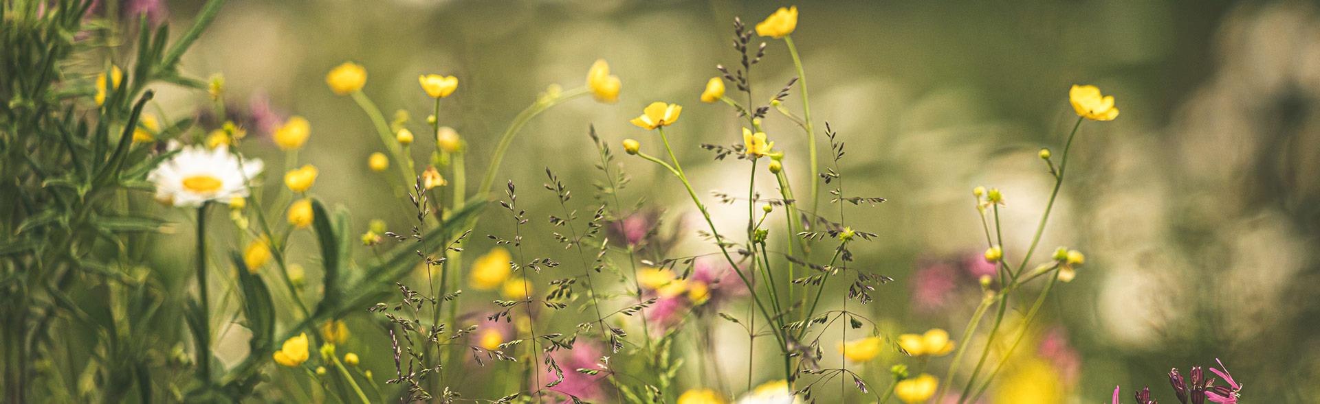 Nærbillede af gule blomster i have