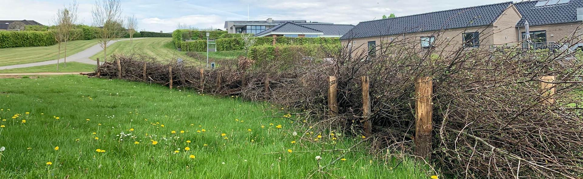 Kvashegn Kvashegn på grønt areal foran huse i villakvarter