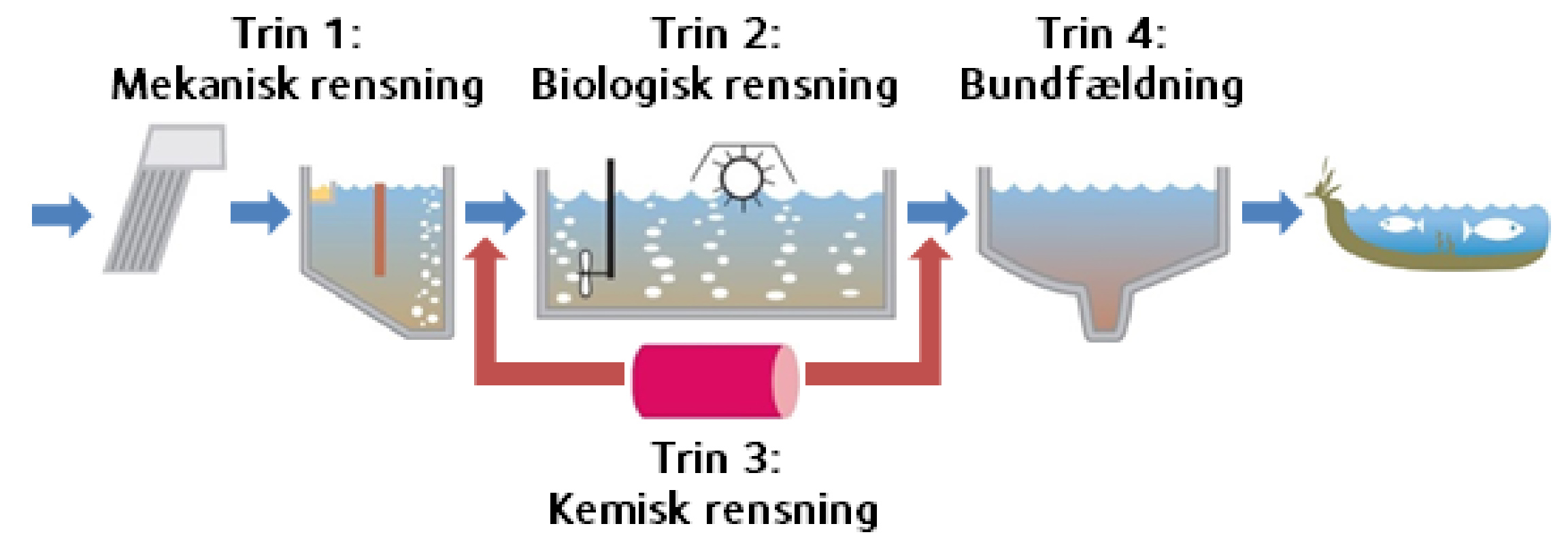 Illustration af hvordan spildevand renses på renseanlæg