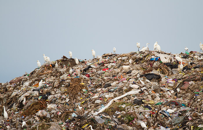En masse måger sidder på en kæmpestor bunke af affald på en losseplads