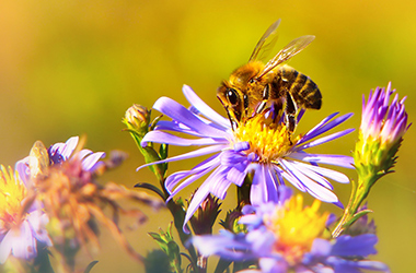 Bi sidder i lilla blomst