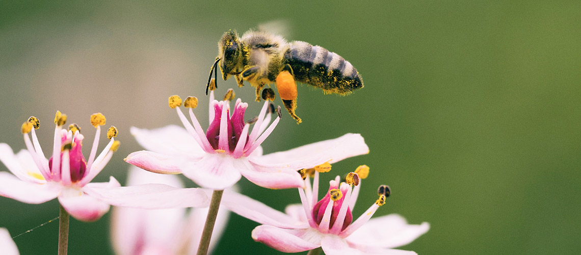 Nærbillede af bi der flyver over lyserøde blomster