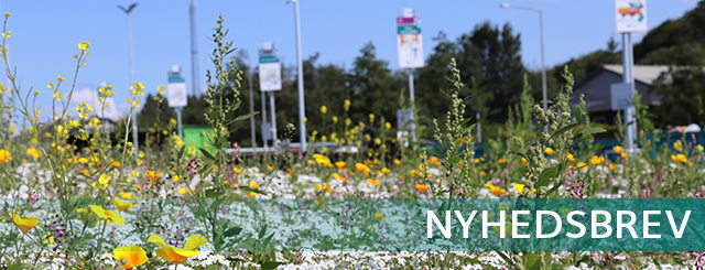 Gule blomster i bed på genbrugsplads