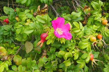Hybenbusk med hyben og en lyserød rynket rose